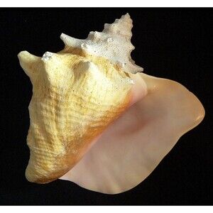 Pink Conch 8" - 9" queen slit back beach decor ocean wedding unique gifts